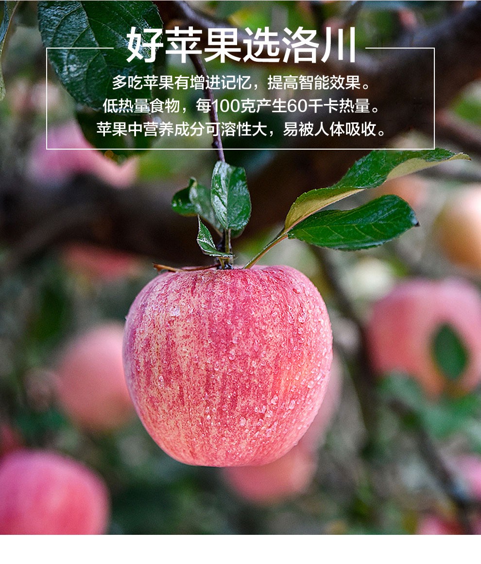 洛川红富士当季新鲜苹果 75-85mm 带箱3斤【图片 价格 品牌 报价】