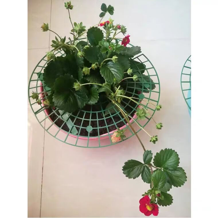 草莓种植架家庭种植草莓架子果实托盘支撑绿植园艺用品植物阳台创意