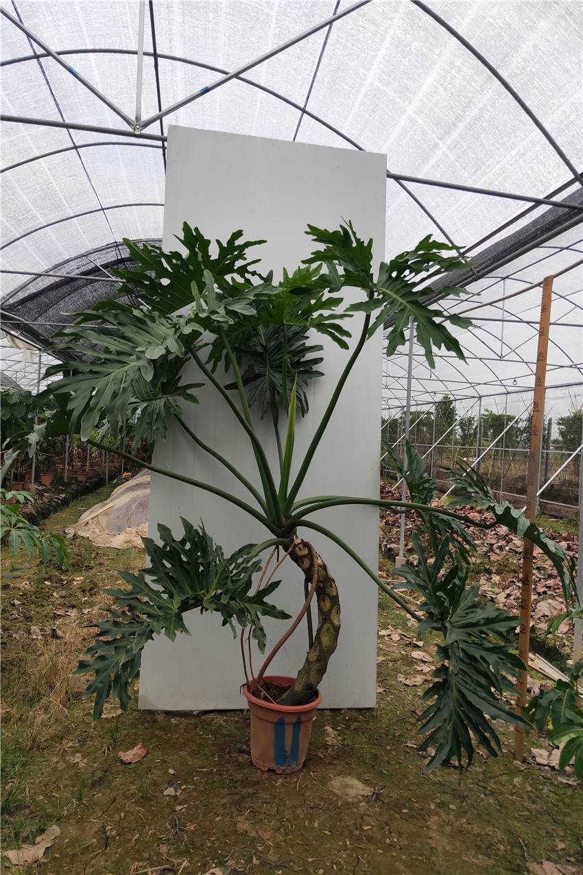 春羽龙鳞 杆老桩室内大小盆栽一物一拍水培绿植吸自产自销 荧光绿 73