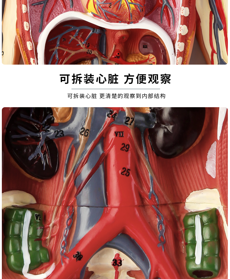 【顺丰速发】人体内脏血液循环模型心脏动脉静脉神经血管器官解剖医学