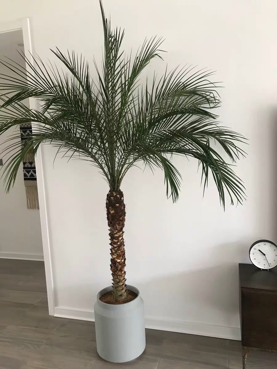 泰国椰子树室内盆栽客厅大型绿植棕榈树庭院四季长青25米高原盆原土