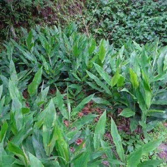 贵州野生洋荷姜新鲜蔬菜现摘现发阳霍姜蘘荷洋合笋茗荷阳合 5斤冷链