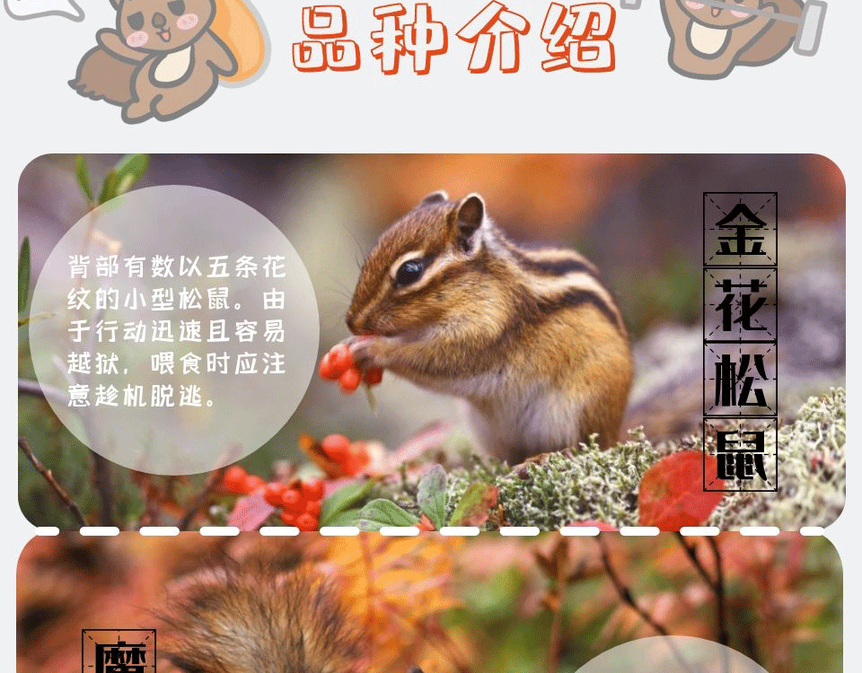 悦君心松鼠幼崽活物金花魔王松鼠活体雪地松鼠宠物鼠魔王亚成1只性别