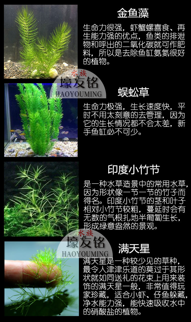 好养活体水草鱼缸养鱼造景植物装饰金鱼藻蜈蚣草满天星印度小竹节