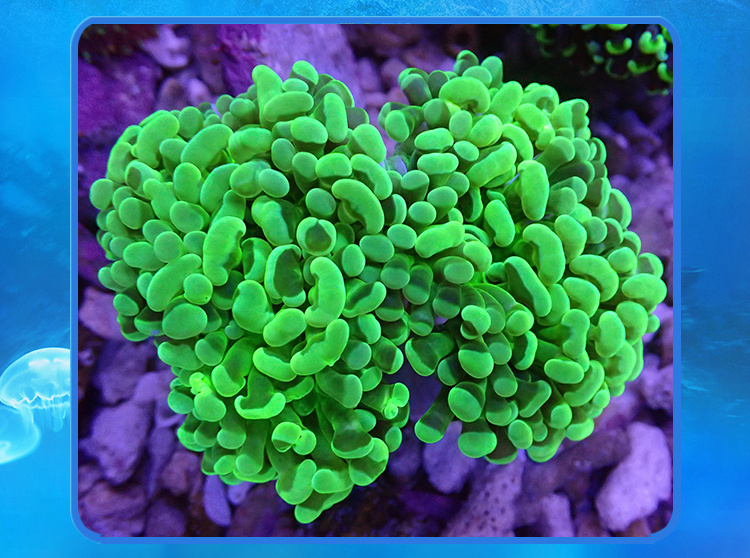 kjhgf榔头珊瑚 荧光绿双色紫榔头金色猪腰海水活体珊瑚 金杆金榔头11