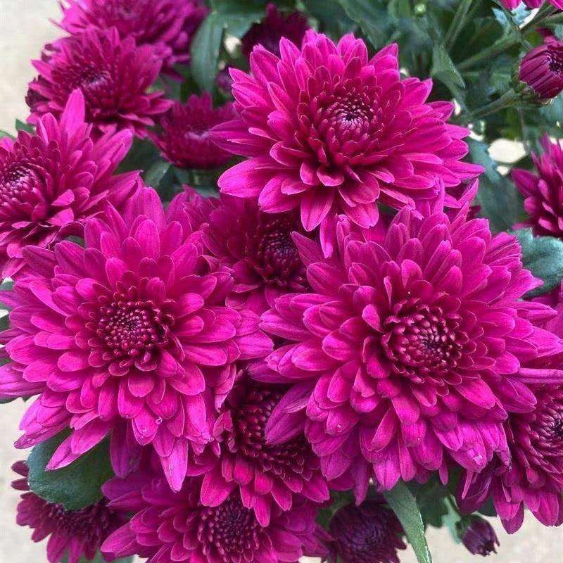 荷兰菊盆栽菊花苗室内外庭院阳台绿植花卉d7荷兰菊红紫两盆不含盆