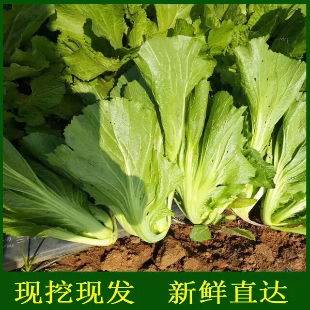 广西新鲜芥菜大叶青菜卷心肉菜苦菜可做酸菜当季蔬菜3斤4300g