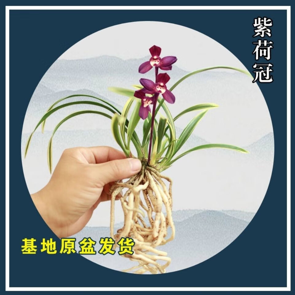 新店 金边兰 四季兰室内兰花苗名贵品种好养易种活花期长 金边好运