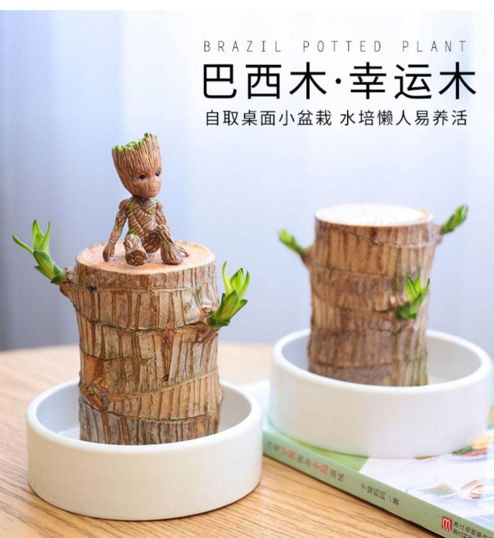 送礼巴坦木植物巴旦木绿植巴西木树苗花卉室内迷你小盆栽水养净化空气
