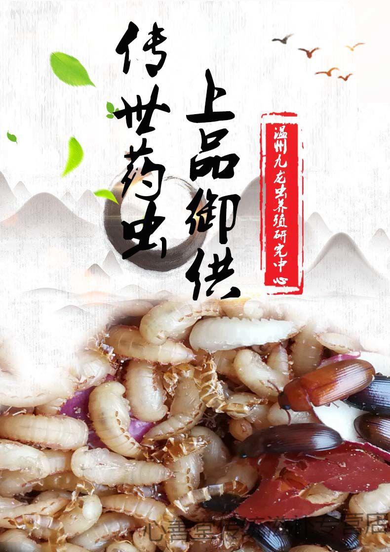 正宗九龙虫九龙虫活体虫洋虫宠物虫长命虫全国包活750只赠280克食物包