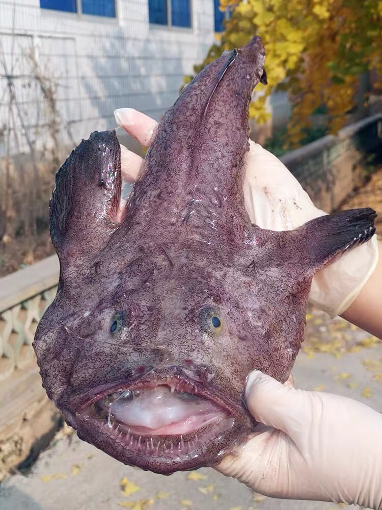 新鲜鮟鱇鱼海鱼无鱼刺带肝带肚灯笼鱼蛤蟆鱼单条安康