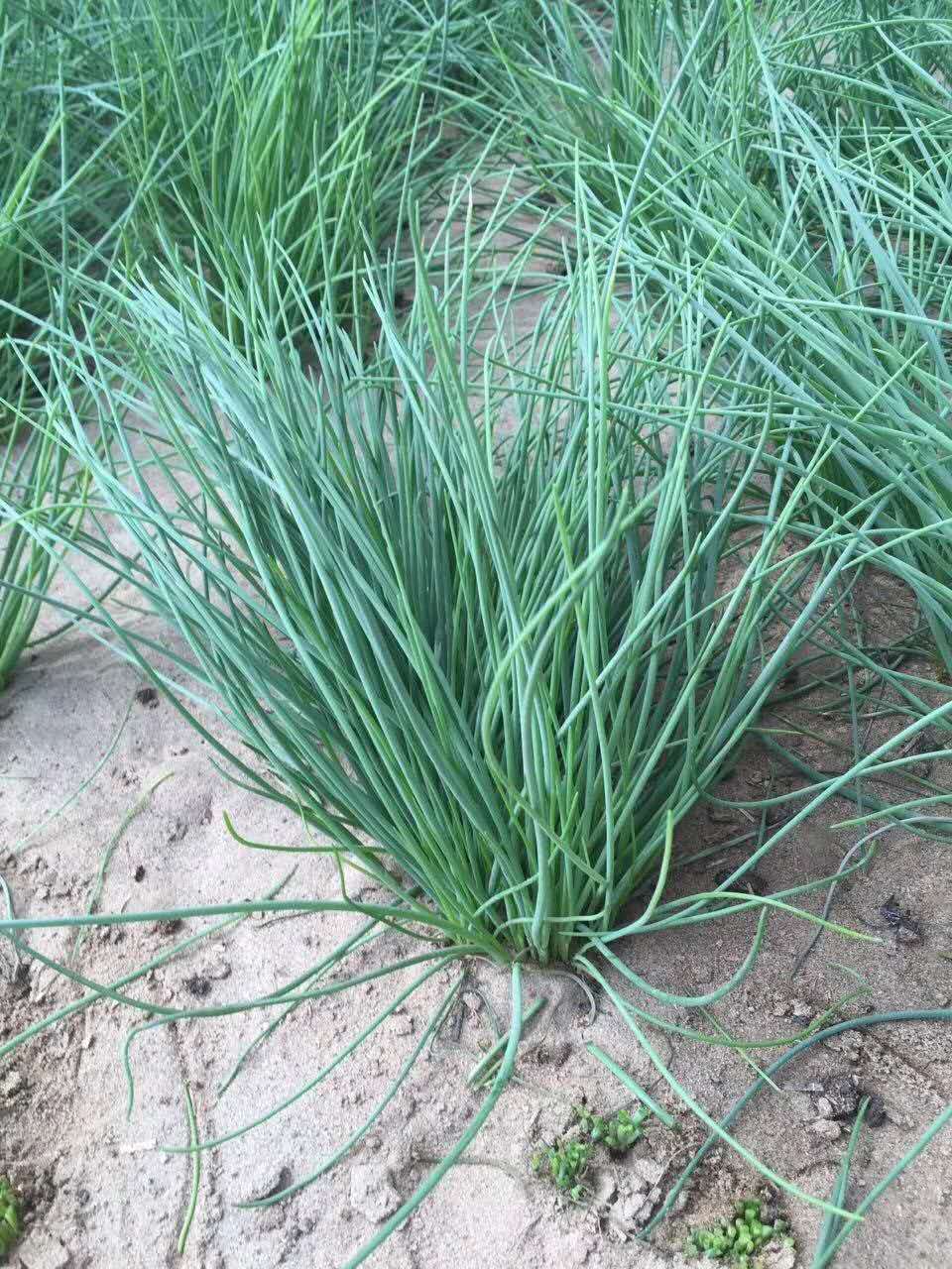 正宗甘肃民勤大沙漠沙葱天价葱新鲜蔬菜野菜西北下饭菜净重12345斤