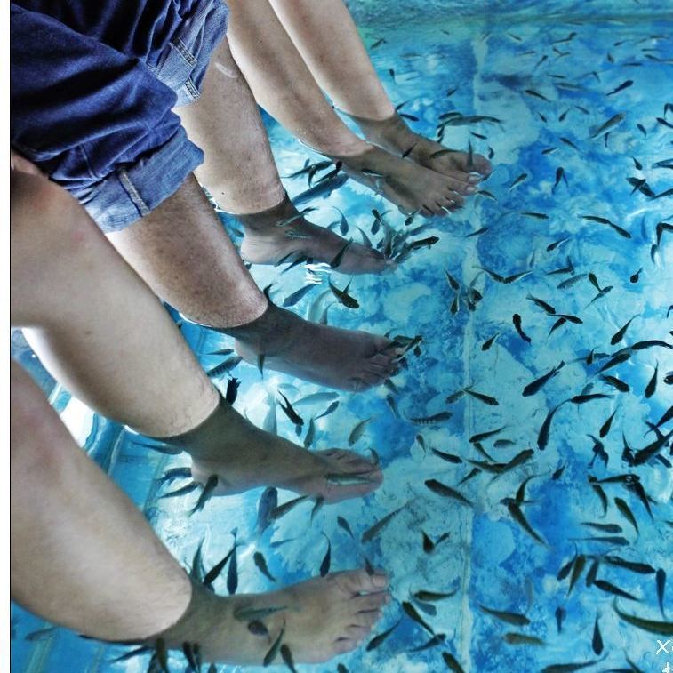 足疗鱼亲亲鱼按摩鱼去足疗鱼活体泡脚鱼温泉鱼包活淡水鱼耐活足疗鱼2