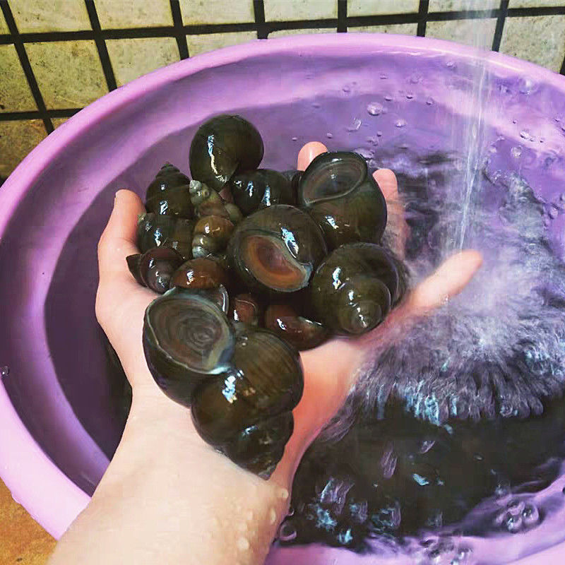 冷藏发货大田螺新鲜生螺蛳塞肉新鲜大田螺肉活体十字丽日3斤大田螺