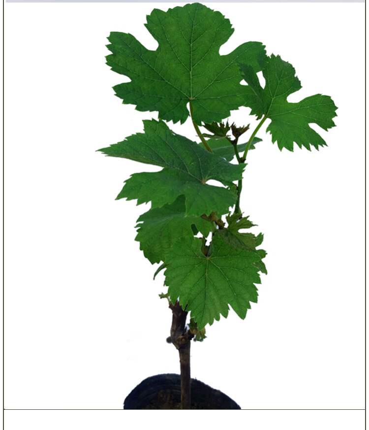 葡萄苗夏黑提子巨峰葡萄树苖南北方种植盆栽地爬藤带土带叶发货