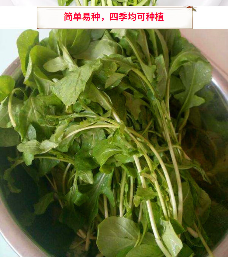 东北大叶臭菜种子芝麻菜种籽特色蔬菜高产野菜青菜叶菜庭院大叶臭菜5