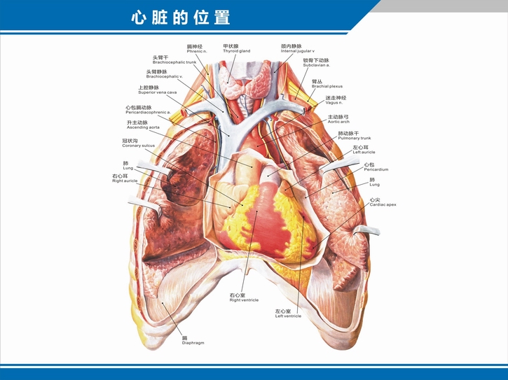 心脏的位置结构图图片