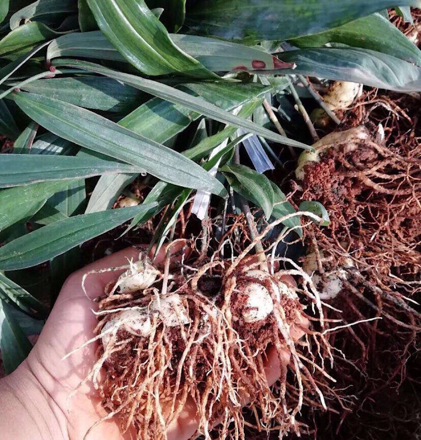 qcdd黄精种子 云南野生滇黄精种苗甜黄精种籽老虎姜鸡头姜形多花种苗