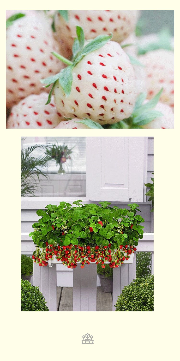 淡雪天使ae阳春白雪白蜜香盆栽草莓苗 阳台种植 新手友好欣欣草莓 20