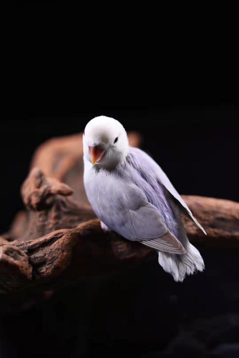 京东推荐合法手养牡丹鹦鹉雏鸟幼鸟合法面类鹦鹉亲人易上手紫伊莎