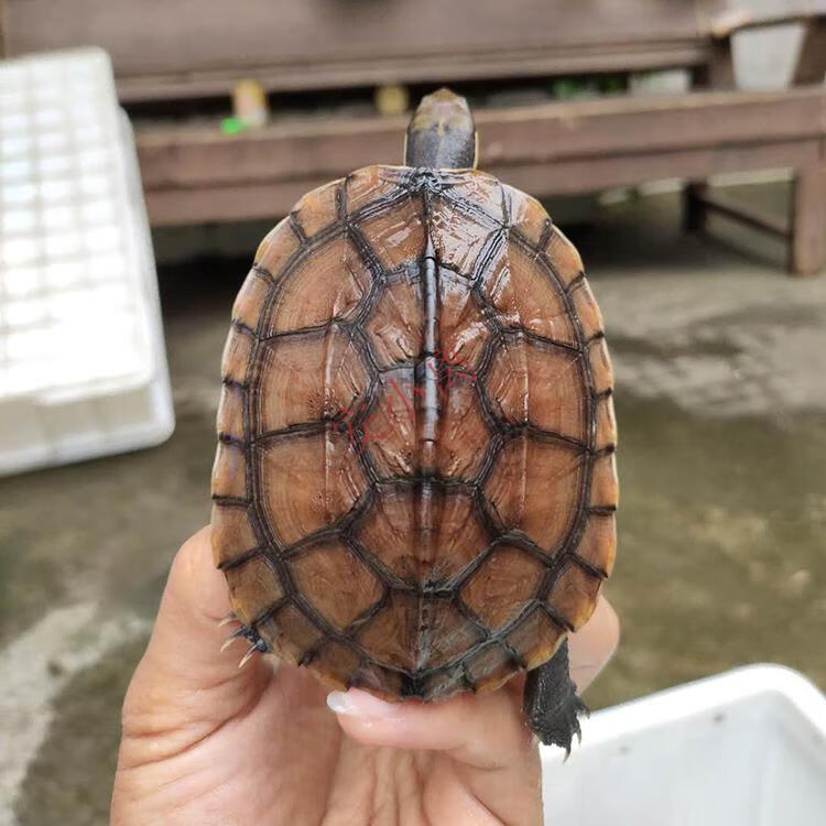 【安小离】南石活体龟观赏镇宅长寿情侣龟小青龟苗宠物小乌龟活物 5