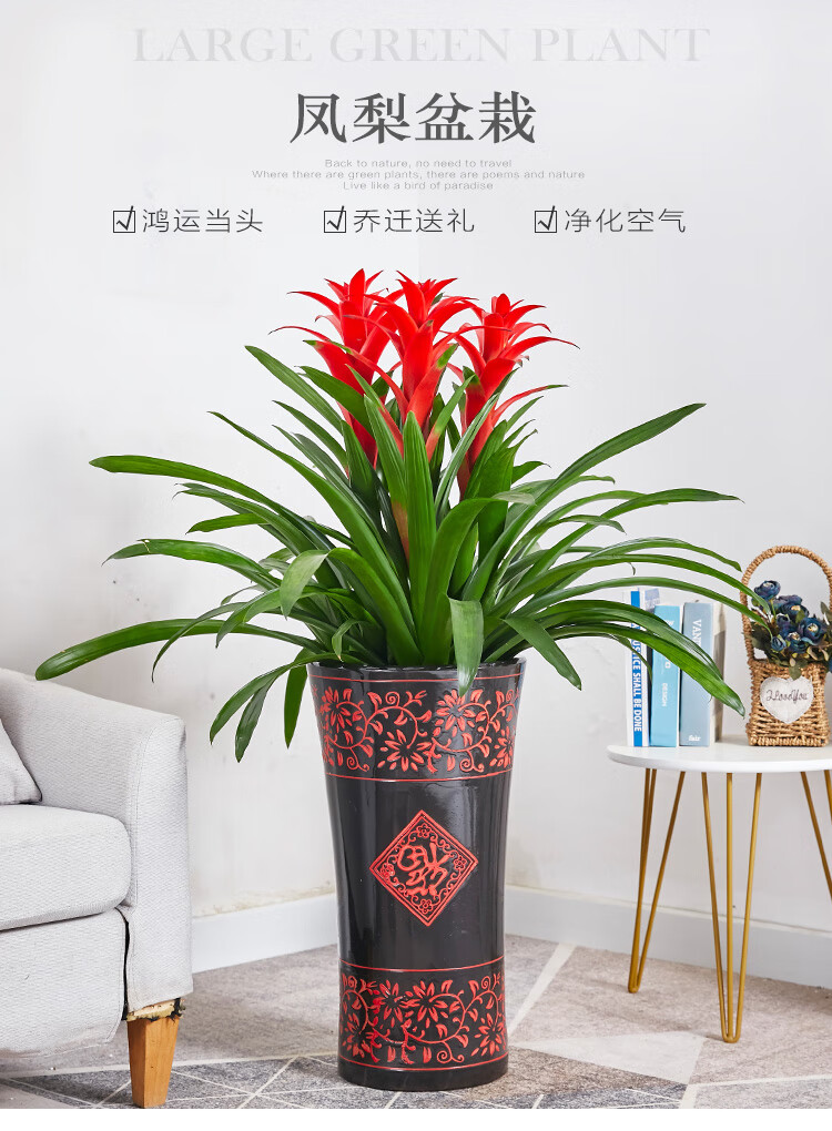 送货到家凤梨大盆栽鸿运当头花卉组合盆景公司办公室可以家居吸甲醛