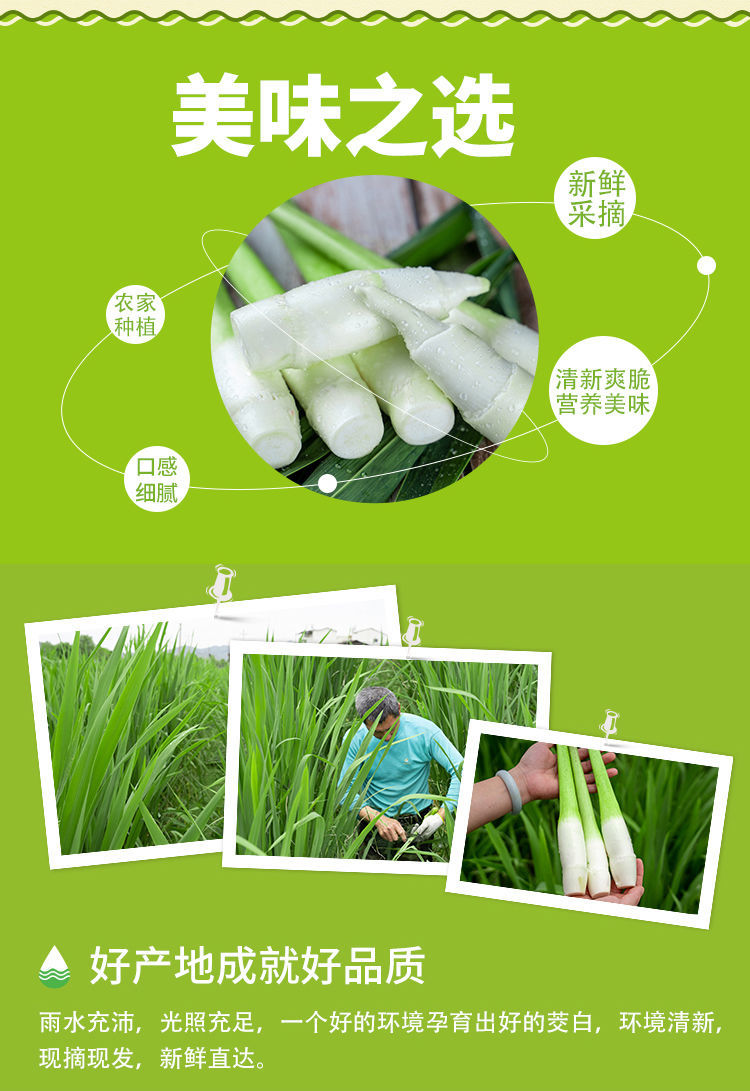 新鲜茭白农家现摘高笋嫩茭鲜嫩水笋孕妇月子营养新鲜蔬菜农产品新鲜