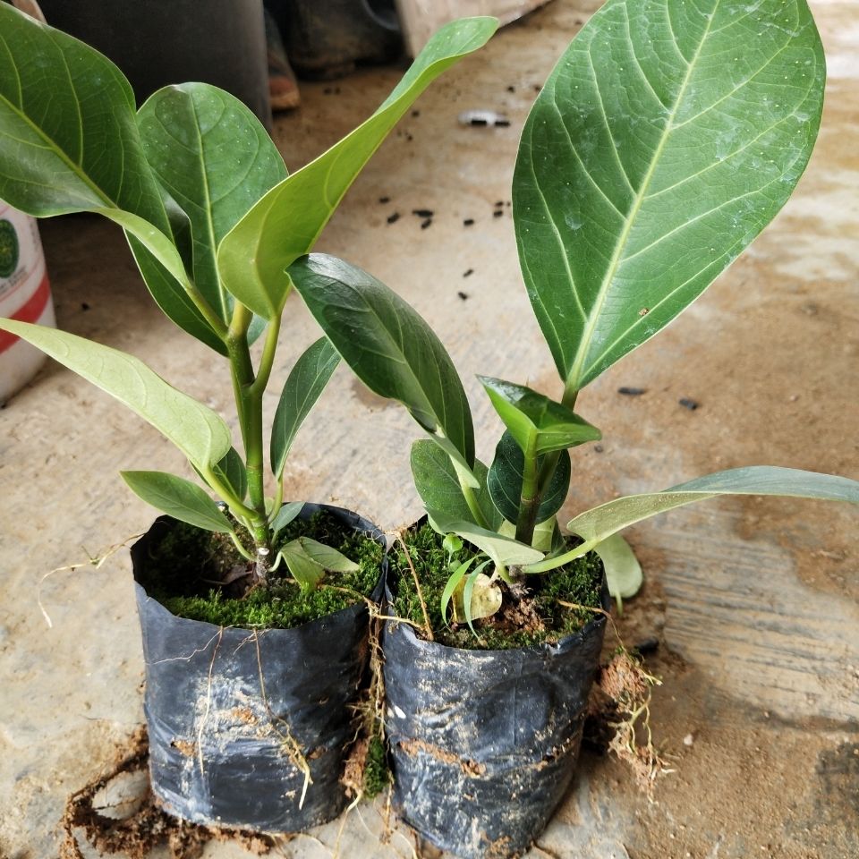 花姬 正宗高山榕树苗 大叶榕苗大青树马榕富贵庭院绿化常绿地栽植物