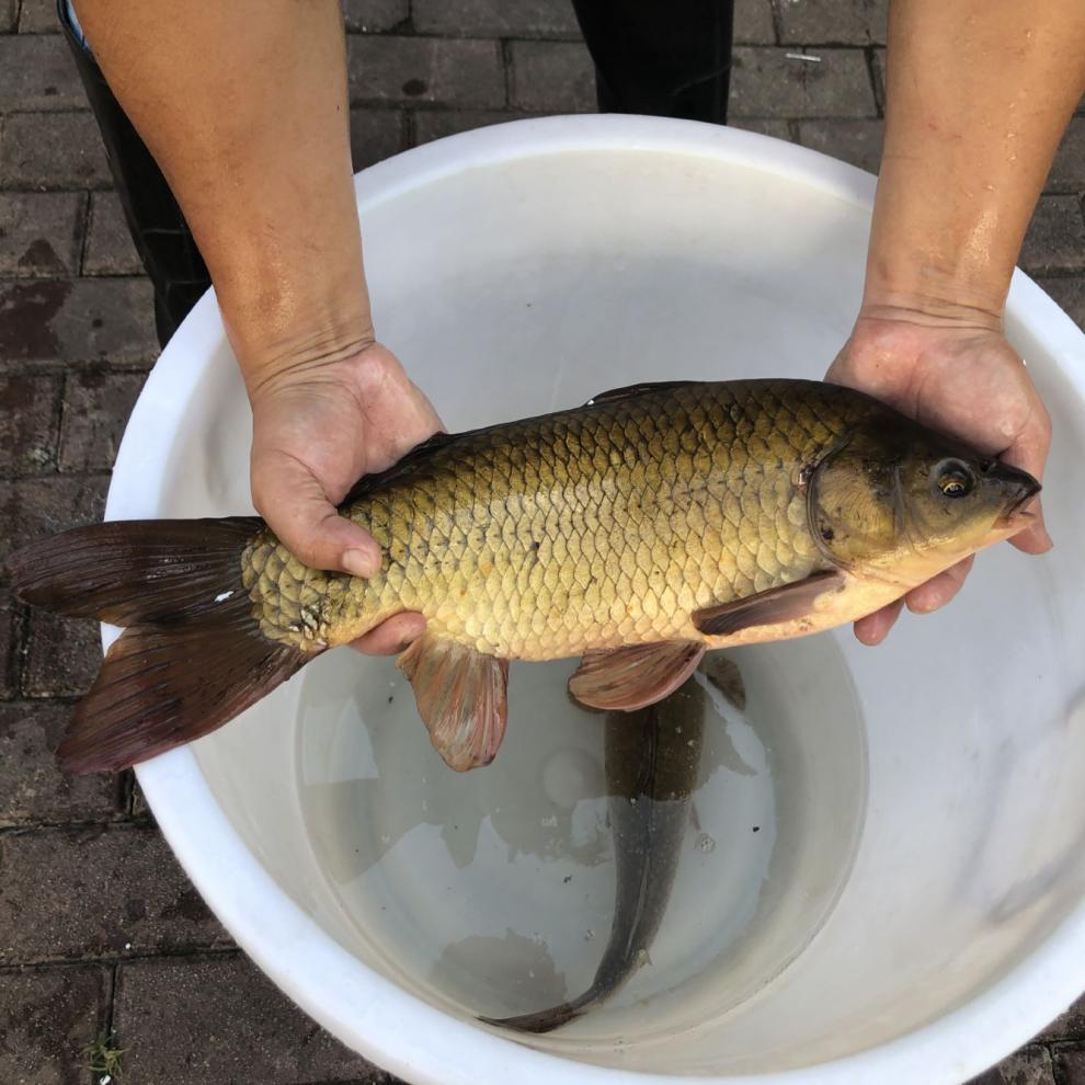 千岛湖淡水鱼现捕正宗黄金鲫鱼活体鲫鱼现杀炖汤营养【半斤到1斤左右