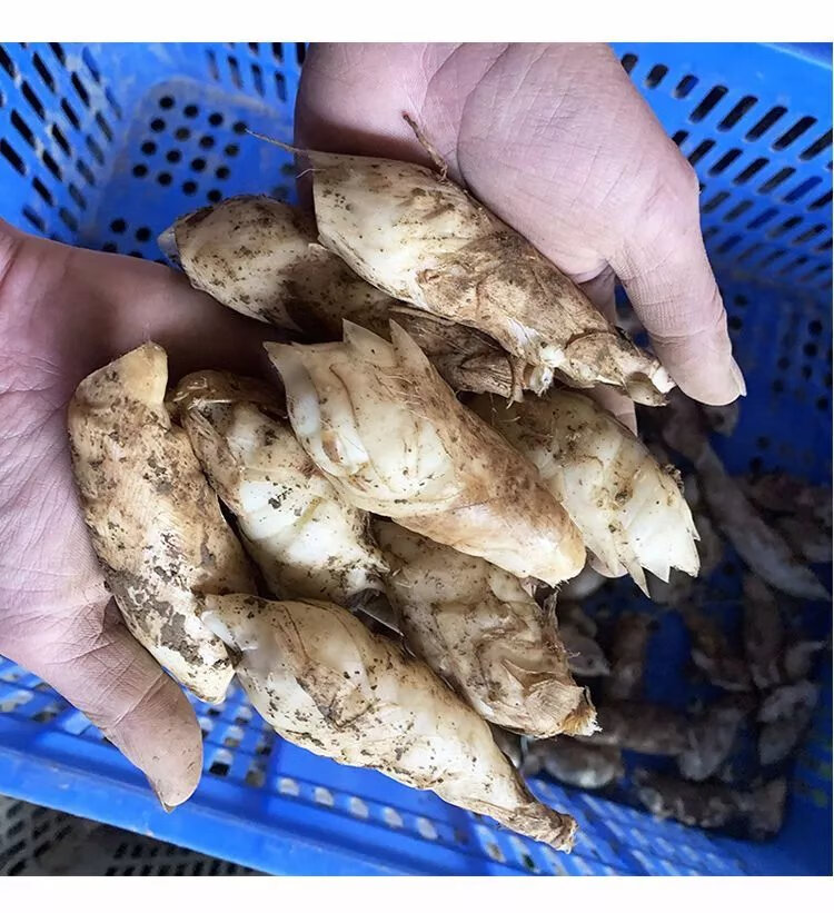 广东农家新鲜竹芋冬薯火锅煲汤食材冬笋薯绵薯竹根薯现挖发货 中小果