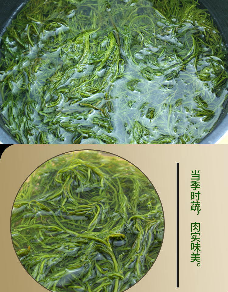 品新鲜5斤盐渍马尾藻龙须菜鞭炮竹碱性海藻长寿菜火锅食材 5斤马尾藻