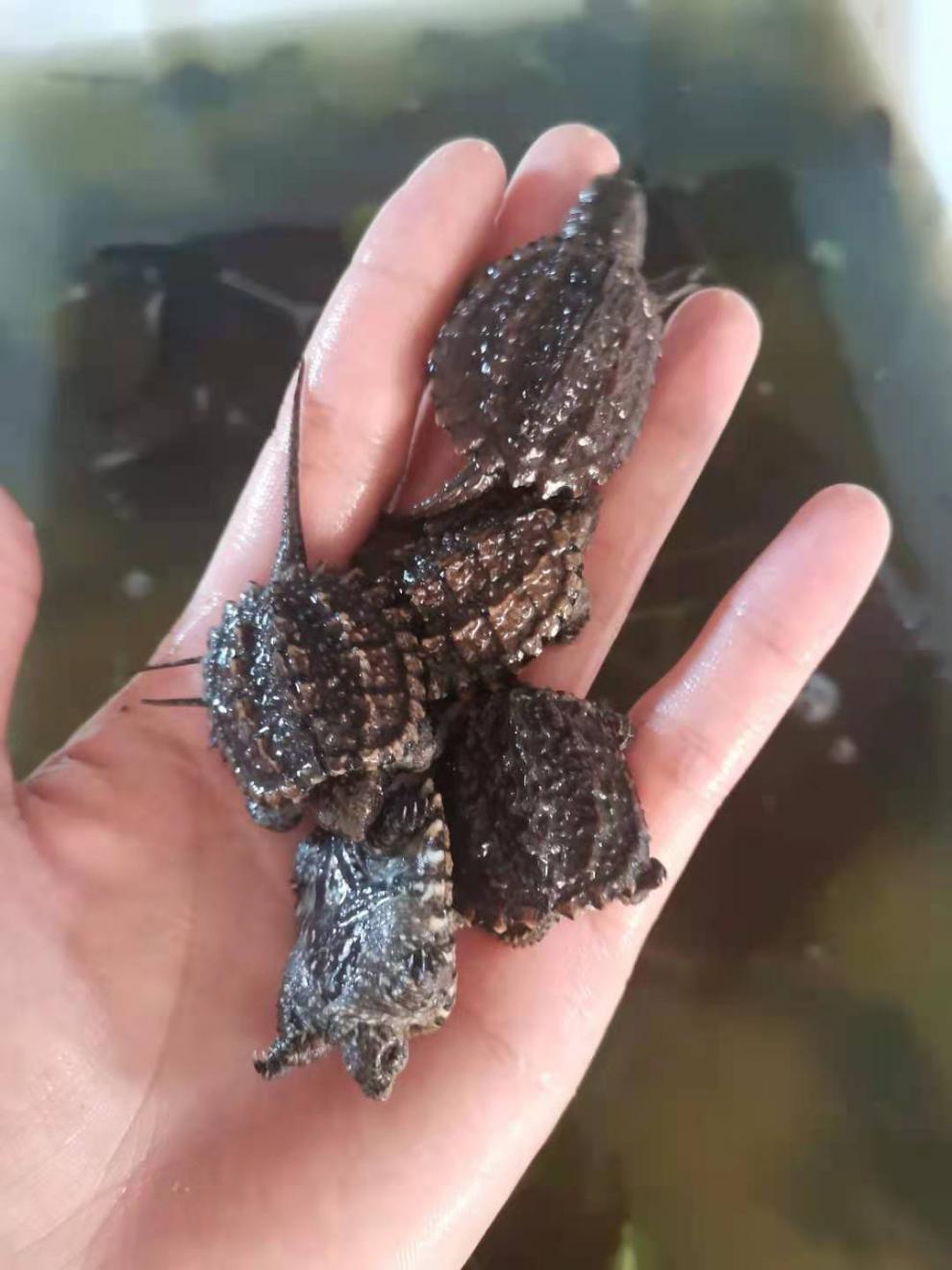 荣郁杂佛北美小鳄龟苗便宜活物乌龟爆刺凶猛宠物龟龟幼苗大的淡水 3-4