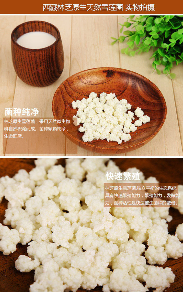 酸奶菌种 西藏灵菇菌种 天山雪莲菌 酸奶菌粉 乳酸菌 开菲尔