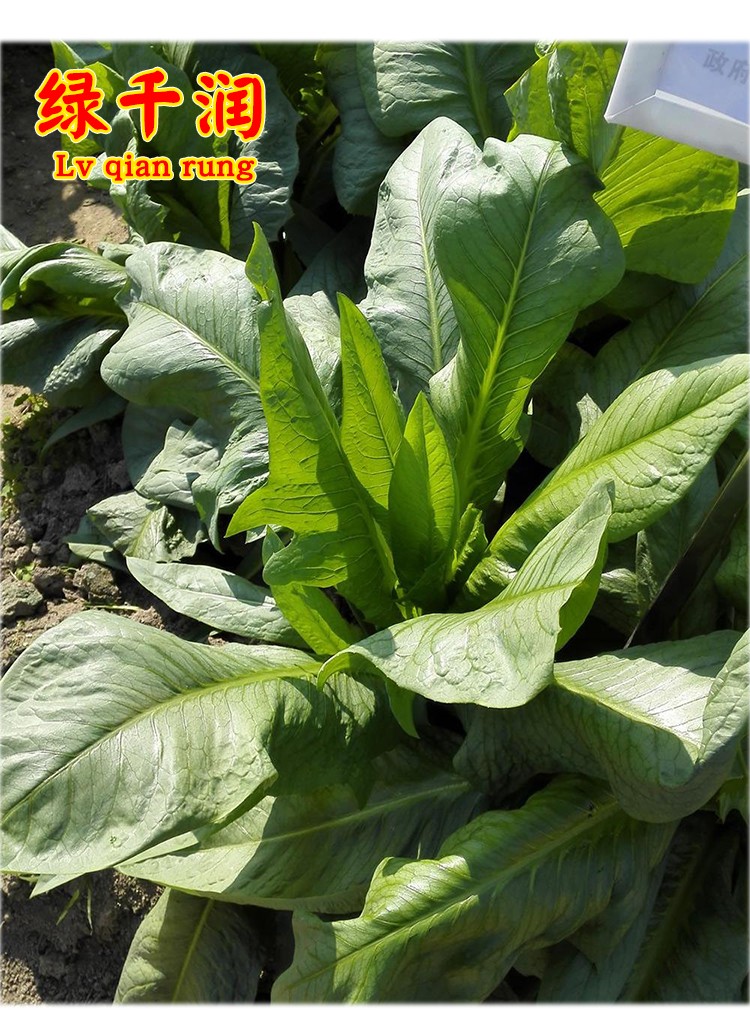 八甲唛甜麦菜种子广东油麦菜种籽苦麦菜高产春秋季四季蔬菜种孑籽 秀