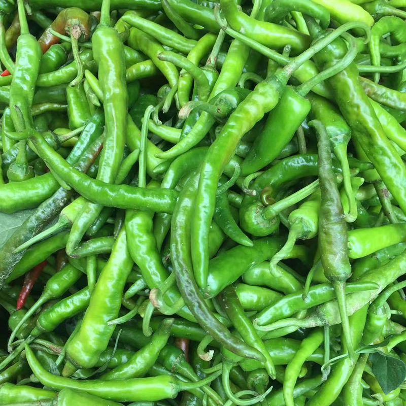 正宗湖南邵阳新鲜青椒辣蔬菜农家特产当季青椒薄皮中特