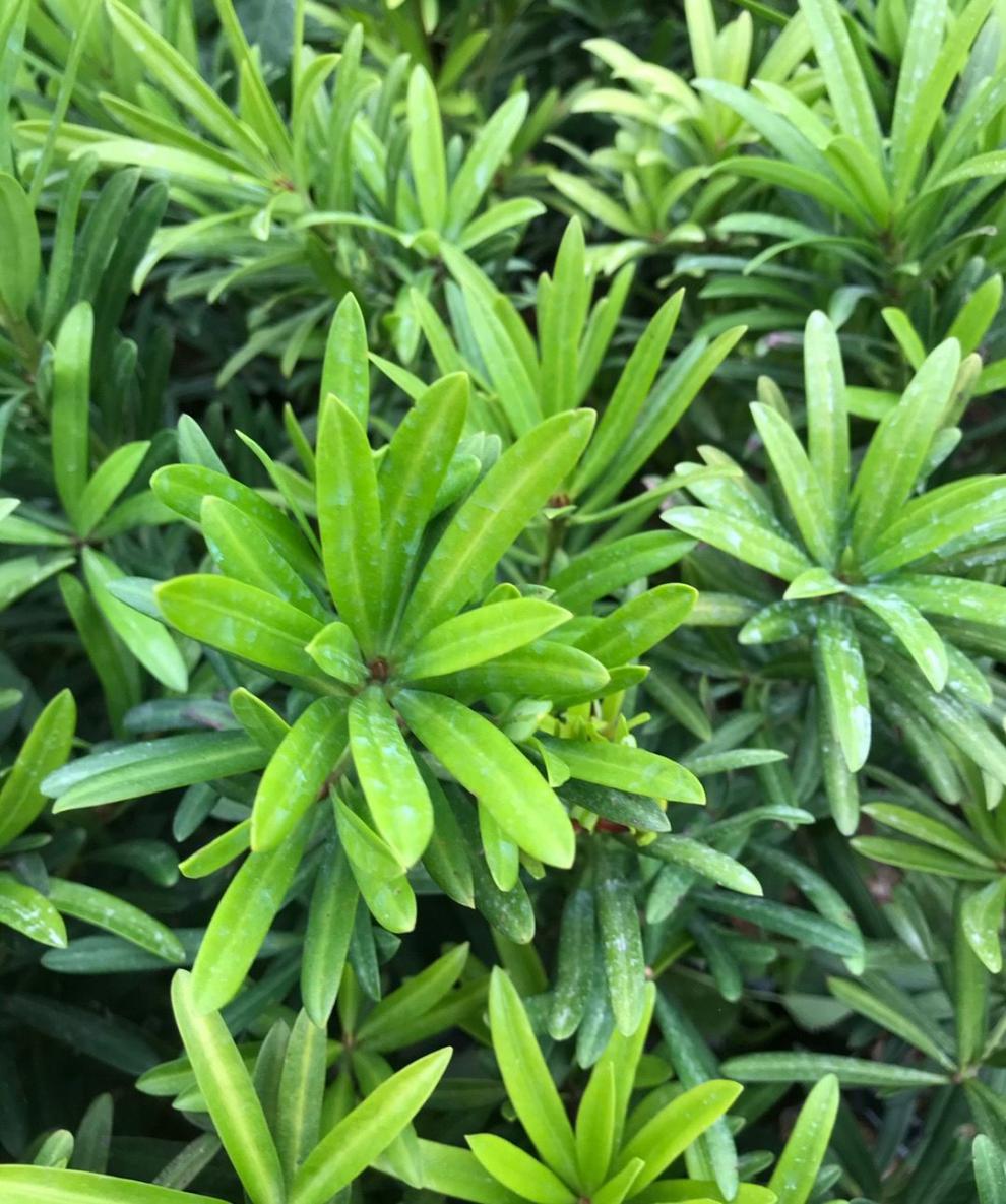罗汉松绿植兰屿罗汉松造型树 庭院盆栽 艺术观赏盆景 10棵珍珠罗汉松