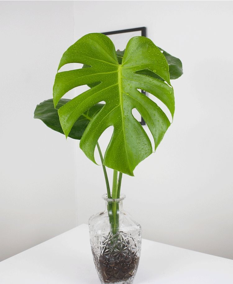 龟背竹水培 水养老桩室内大型绿植 盆栽大叶开背净化空气观叶植物 40