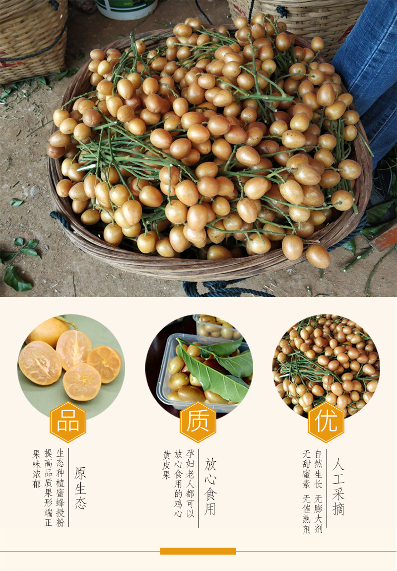 大地果缘 郁南无核籽鸡心黄皮果新鲜现摘冰糖酸甜广东孕妇水果顺丰5斤