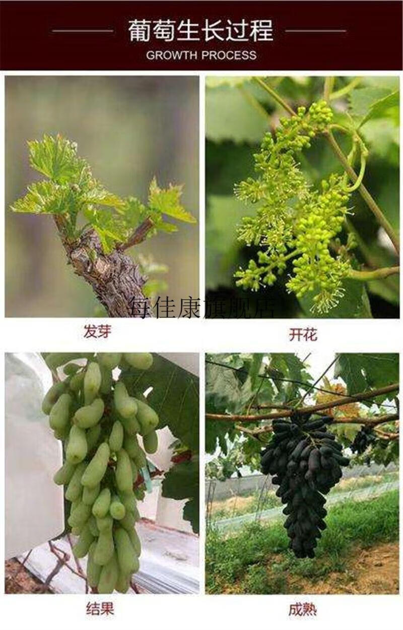 蓝宝石葡萄天然无籽金手指美人指提子长形新鲜水果【京物严选】 净重1