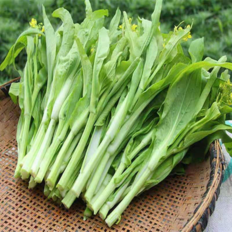 湖北特产打霜新鲜白菜苔农家自种绿菜苔青菜薹菜心时