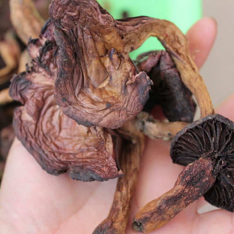 赣香婆 肉蘑 松树伞红蘑菇 血红铆钉菇承德特产肉蘑东北蘑菇干货 250g