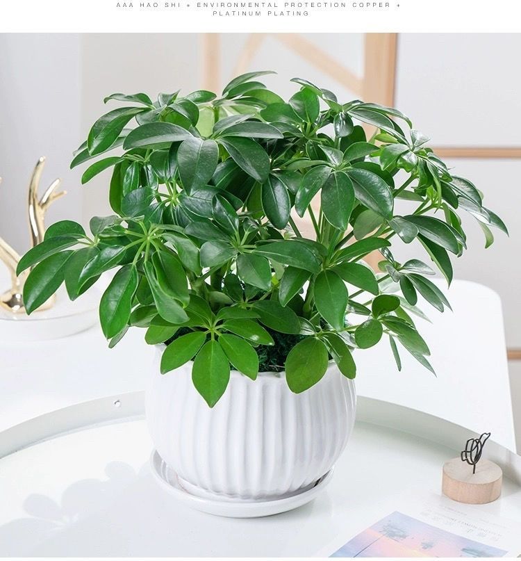 发财树盆栽锐衡八方来财原土1盆包活赠花肥