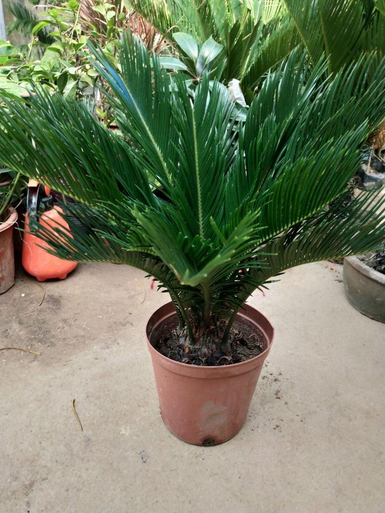 铁树苗铁树盆景铁树小苗客厅盆栽绿植庭院办公室鱼七秒球径34原盆原土