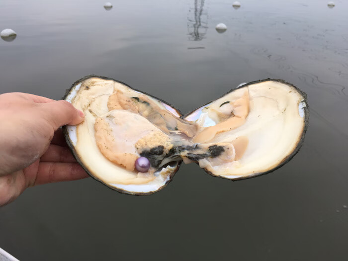 荣郁 淡水珍珠蚌紫色爱迪生单珠自己开鲜活开蚌取珍珠一蚌一珠 3个3年