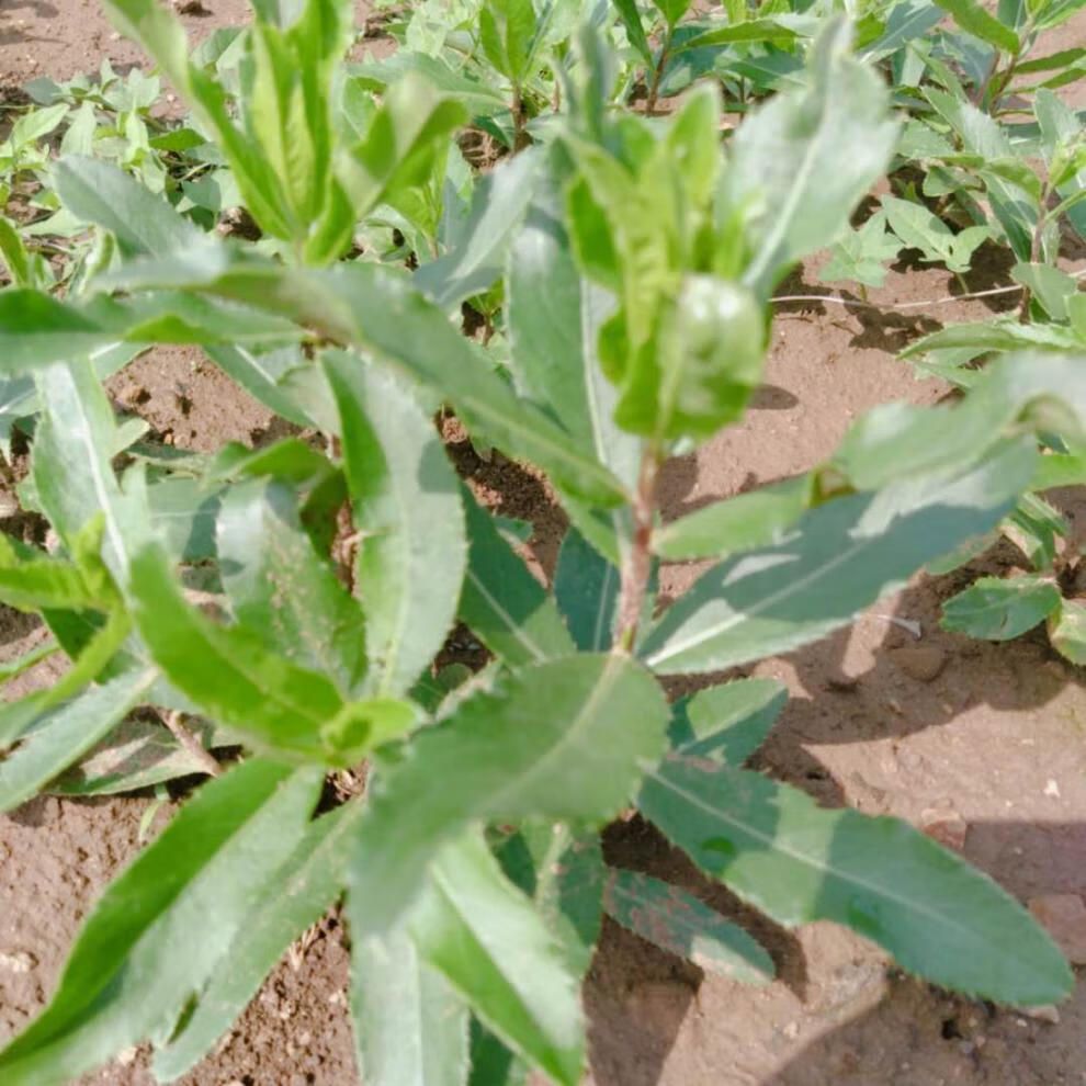 野生新鲜刺儿菜野红花小蓟青刺七七菜青青草干品新晒带根狗牙 5斤干刺