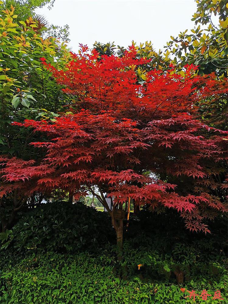 日本红枫树苗红舞姬盆栽地栽中国红枫庭院别墅造景树苗三季红树苗 12