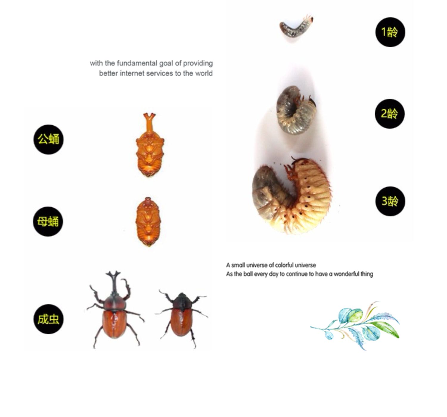 荣郁独角仙宠物甲虫幼虫活物爬虫巨型超大个体一公一母活体送新手套餐