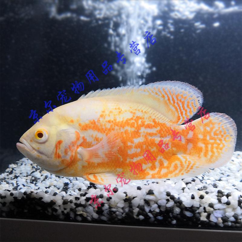 天弗黑白地图鱼苗猪仔苗花猪神仙热带观赏鱼活体淡水黑白混合5条2厘米