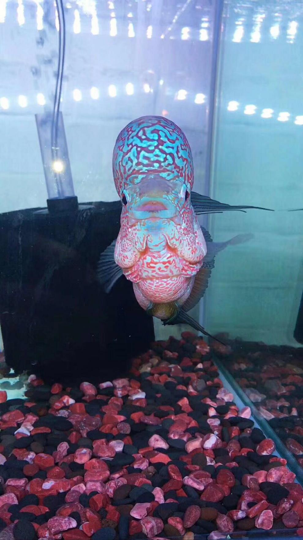 秋颖泰国进口罗汉鱼苗古典金花活体鸿运退沙亚成火凤凰德萨爆头风水财