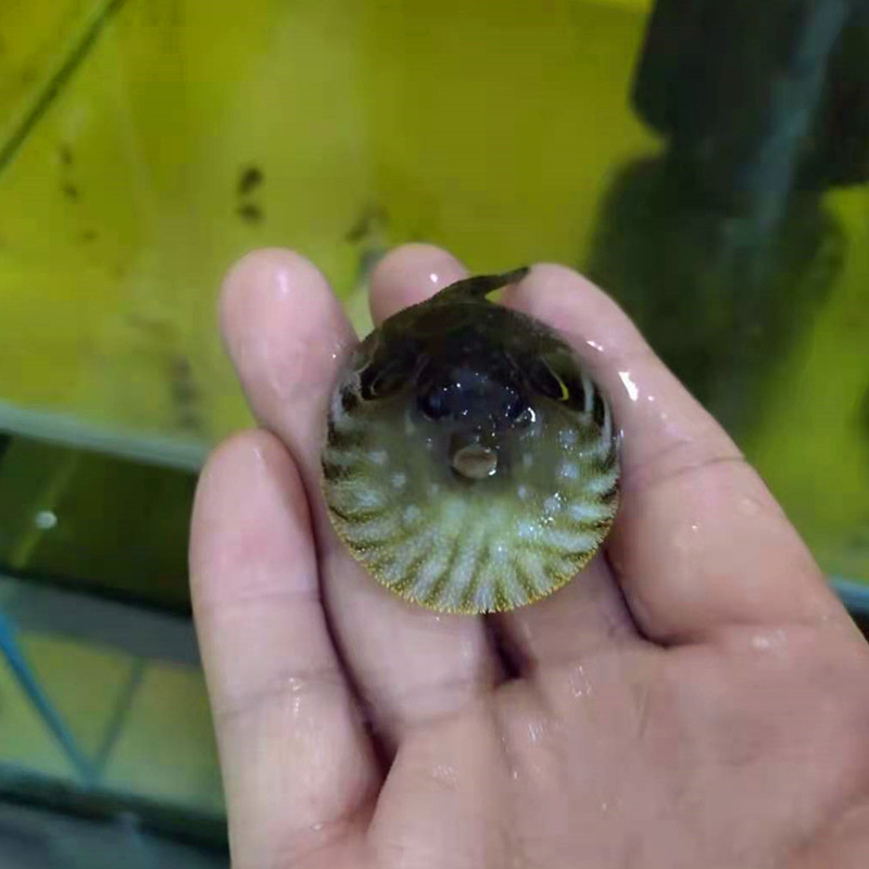 楠苑秋颖潜水艇淡水小斑马狗头鱼巧克力娃娃凶猛气泡鱼会生气的除螺鱼